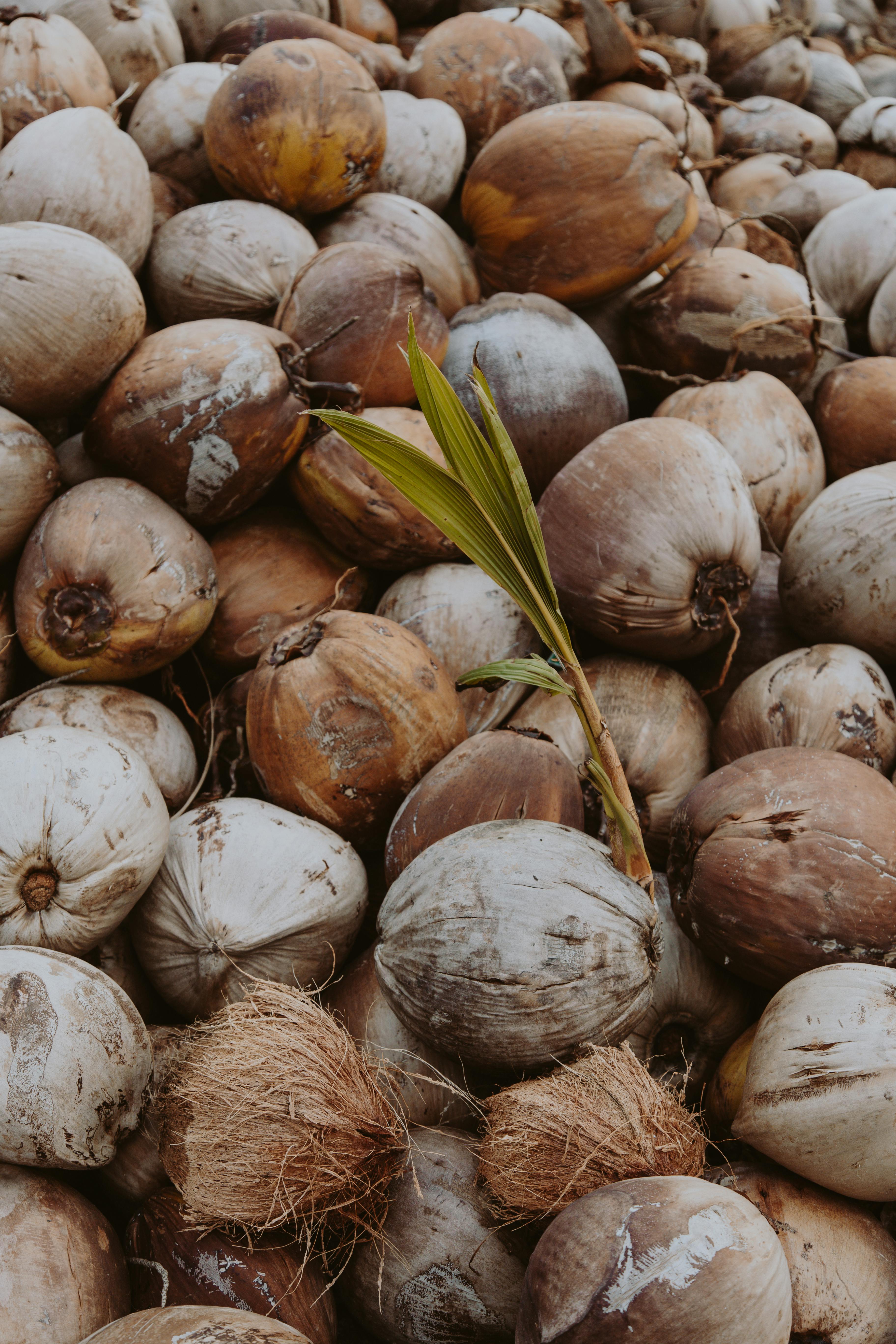 Coconut